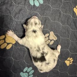 BMM - Blue merle female Australian Shepherd puppy in Washington, Indiana from Bombshell Australian Shepherds