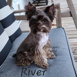 River - Yorkshire Terrier