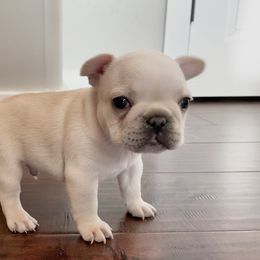 French Bulldog Puppies from Blue Lotus Frenchies