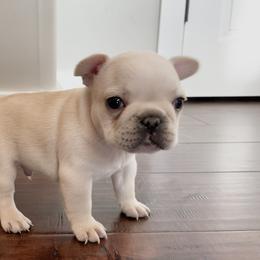 French Bulldog Puppies from Blue Lotus Frenchies