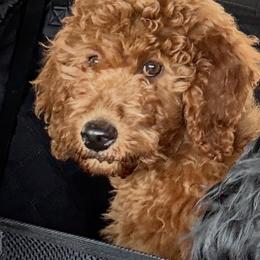 Amber - Red  female Goldendoodle puppy in Sarasota, Florida from Doodle Lovin