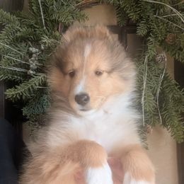 Shetland Sheepdog Puppies from Renegade Winds