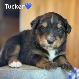 Tucker - Black phantom male Aussiedoodle puppy in Lancaster, Minnesota from Finney Ranch