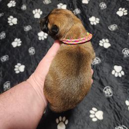 Winny - Sable female German Shepherd puppy in Hope, Idaho from Fyrestorm Shepherds