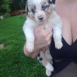 Australian Shepherd Puppies from Melick Kennels
