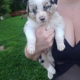 Australian Shepherd Puppies from Melick Kennels