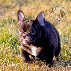 French Bulldog Puppies from Mac’s Finest Bulldogs