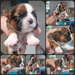 Boy 1 - Tricolor male Shih Tzu puppy in Houston, Texas from Shih Tzu Houston