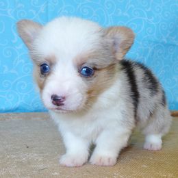 Australian Cattle Dog and Pembroke Welsh Corgi Puppies from Heelers in Texas