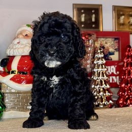 Girl 4 - Black and white female Bernedoodle puppy in Russiaville, Indiana from Pleasant Creek Minibernedoodles