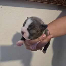 Tan - Blue male Boston Terrier puppy in Red Rock, Arizona from Aronow Pups