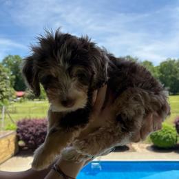 Simba - Red merle male Aussiedoodle puppy in Rainbow City, Alabama from Creek Bend Farm