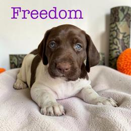 Freedom - Liver and white female German Shorthaired Pointer puppy in Polk City, Florida from Yates’ GSP