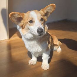 Daisy - Pembroke Welsh Corgi