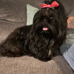Betty - Shih Tzu