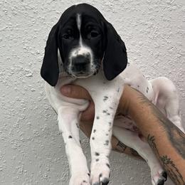 Ranger - Black and white male German Shorthaired Pointer puppy in Port Charlotte, Florida from Lazy K GSP's