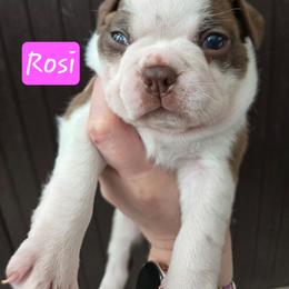 Rosi - Red female Boston Terrier puppy in Omaha, Illinois from Puppi Guppies