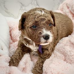 Minnie - Red  female Goldendoodle puppy in Kansas City, Kansas from Bella & Ivy’s Mini Goldendoodles of KC