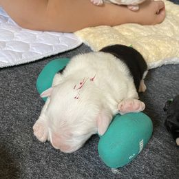 Old English Sheepdog Puppies from Stargazer OES