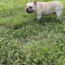 French Bulldog puppies from Lafayette Bulldogs & Boxers