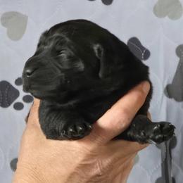 Boy 3 - Golden male Golden Retriever puppy in Montrose, Michigan from Spraggins Sweet Acres