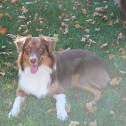 Stella - Australian Shepherd