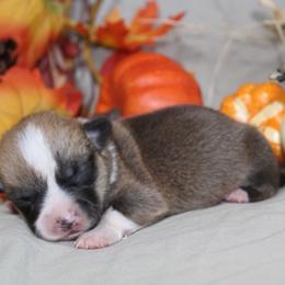Pecan - Sable male Pembroke Welsh Corgi puppy in Greentop, Missouri from Sevits Corgis & Golden Retrievers