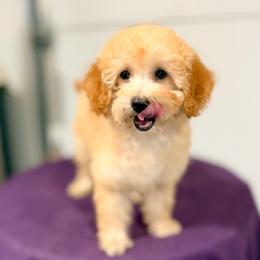Bo Peep - Cream female Maltipoo puppy in Bells, Texas from Partridge Doodles and Poodles