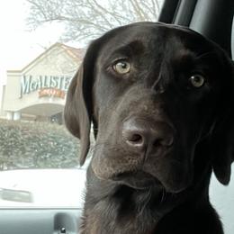Cooper - Labrador Retriever