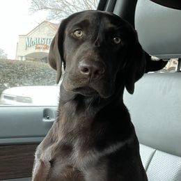 Cooper - Labrador Retriever