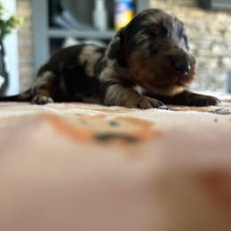 Crush - Dapple male Dachshund puppy in Temecula, California from Naomi Magee's Dachshund Kennel