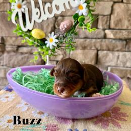 Buzz - Chocolate and tan male Yorkshire Terrier puppy in Smryna, Georgia from Owensons’ Kennel
