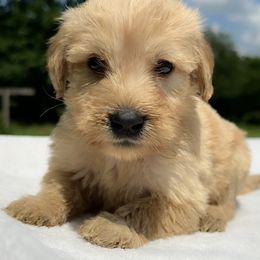 Max - Red  male Goldendoodle puppy in Osage City, Kansas from Golden Ridge Goldens
