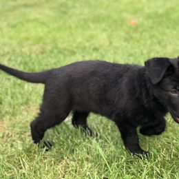 German Shepherd Puppies from Stacey’s German Shepherds