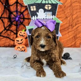 Apple's Purple Girl - Red  female Goldendoodle puppy in Kountze, Texas from Texas Doodles LLC