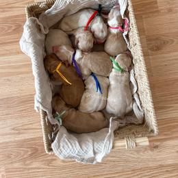 Australian Labradoodle Puppies from Rutu Australian Labradoodles