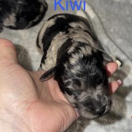 Kiwi - Merle male Goldendoodle puppy in Richmond, Texas from Harper’s Heartbeats