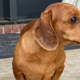 Libby - Dachshund