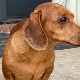 Libby - Dachshund