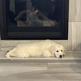 Golden Retriever All Grown Up from Amberidge Golden Retrievers