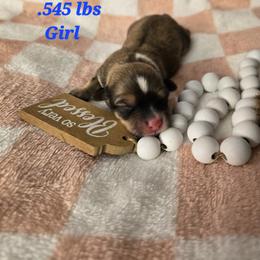 Ziggy - Black and tan female Havanese puppy in Trinity, Alabama from Tooties Cuties Havanese