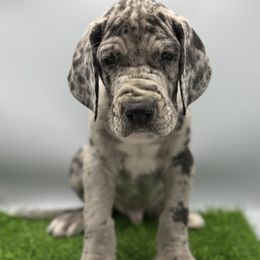 Great Dane Puppies from Top Brackett Danes