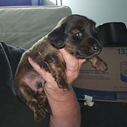 Boy 1 - Brindle male Dachshund puppy in Lansing, Michigan from Black Thunder 517 Dachshunds and frenchies