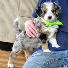 Marble - Tri-color female Bernedoodle puppy in Roy, Utah from Doodles are Amazing