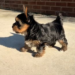 Blue collar - Black and tan male Yorkshire Terrier puppy in Dallas, North Carolina from Yorkie Fever