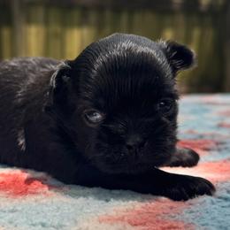 Boy 2 - Black male Shih Tzu puppy in Mobile, Alabama from FluffyTail Shih Tzu