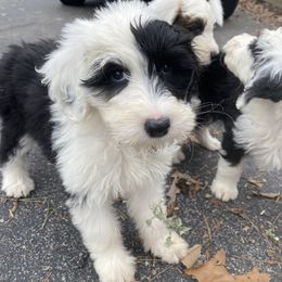 Sheepadoodle Puppies from River City Doodles TN