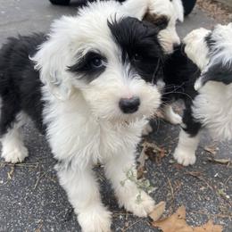 Sheepadoodle Puppies from River City Doodles TN