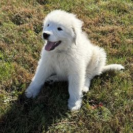 Dark blue collar boy - White male Maremma Sheepdog puppy in Swanton, Ohio from Old Orchard Maremmas