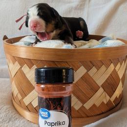 Paprika (Pink Collar) - Black rust and white female Bernese Mountain Dog puppy in Marion, Indiana from Zarah's Bernese Mountain Dogs